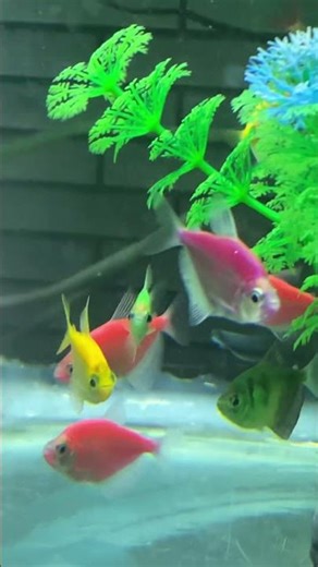 #hocac #cacanh #aquarium #fishtank #aquascape #relaxing #chill #petfish #hocacmini #aquariumlife