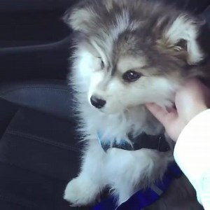 39 reactions · 22 shares | Look. How. Fluffy. | Cute Dose | Facebook