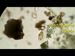 OBSERVACIÓN DE PROTOZOARIOS
