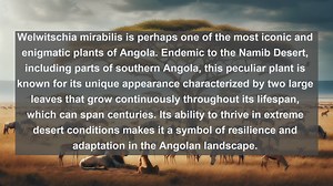 Exploring Angola’s Natural Treasures: Top 10 Native Plants Revealed!