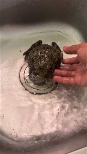 This Frog Loves Shower Time 😂💦 #FrogBath #FunnyFrog #CuteAnimals #FrogTok #AnimalLovers #BathTime