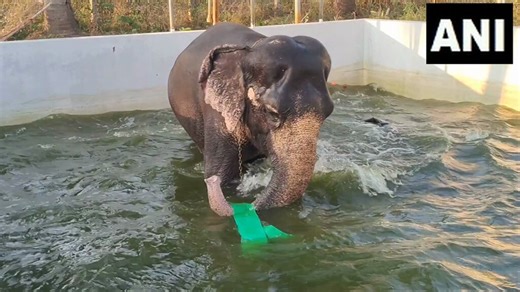 #WATCH | Mayiladuthurai, Tamil Nadu | Mayuranathar Temple elephant, Abhayambigai, enjoys a bath in the pool set up in the temple premises to help it beat the scorching heat