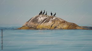 A flock of cormorants perched on the rocky island near the shore. Slow-motion, orbit. High-quality 4k footage