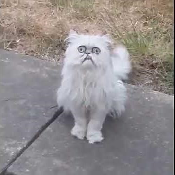 !!! That cat looks like grandma. Blink moterfu**er!!!