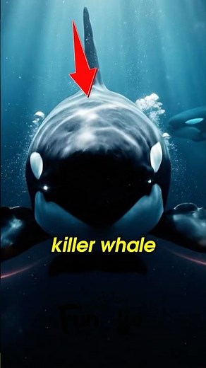 When Intelligence Becomes a Weapon — The Orca Story