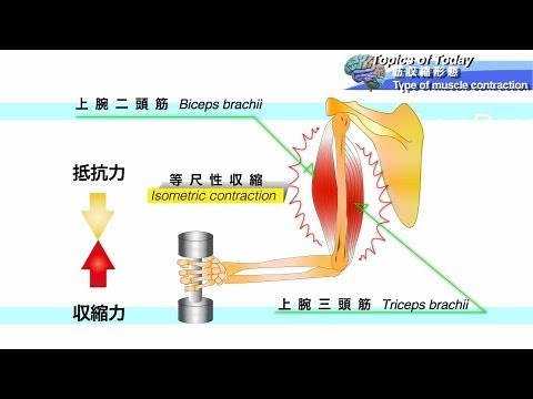 筋収縮形態 Type of muscle contraction: 理学療法士による身体活動研究