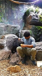 252K views · 1.2K reactions | Feeding the porcupine seems like a nice job! | Viral Stories | Facebook