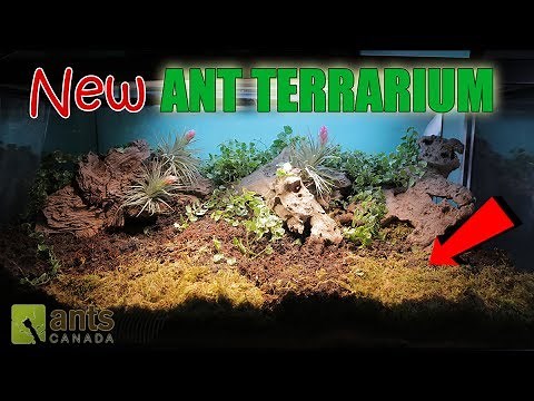 Amazing New Ant Terrarium