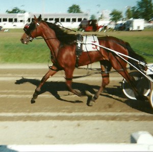 Equipment of the Standardbred Harness Racing Horse