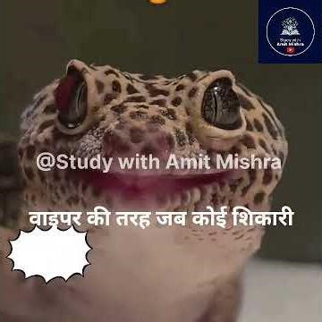 "Nature’s strangest design: The lizard that walks on mystery sticks."