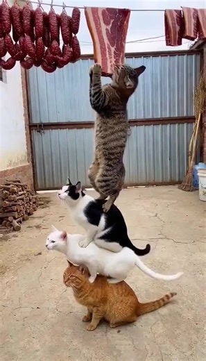 #BalliBotMogis #TrendingReels #TrendingReels #Foryoupage ##FYP #FYP #ViralTikTok #MillionViews #TechMagic #SmartBot #AITrend #RobotVibes #Innovation