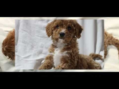 Jingles the CavaPooChon