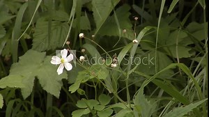 Some pretty alpine flowers grow on almost nothing but bare rock. These are the botanical pioneers of the higher mountain ranges of the Alps.
