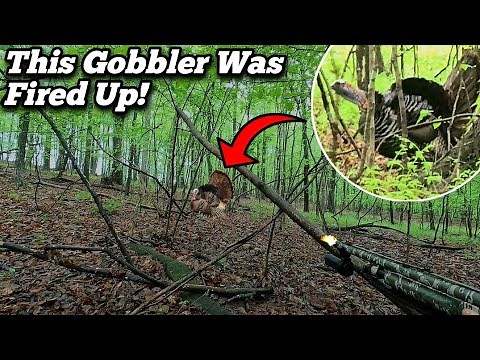 PA PUBLIC LAND TURKEY HUNTING