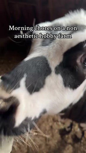 Farm chore time #hobbyfarm #farmlife #farmanimals #creatorsearchinsights