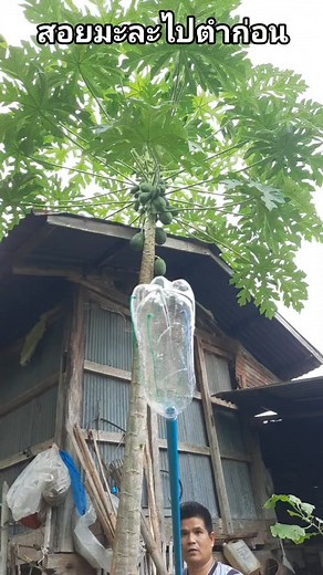 2.3M views · 8K reactions | สอยมะละกอไปทำส้มตำก่อน #คลิปตลก #funny #funnyvideos #comade #aiดันดี #มีปฏิสัมพันธุดี #reelsสร้างรอยยิ้ม #reelsสร้างความสนุก #reelsสร้างเสียงหัวเราะ #เปิดค่าการมองเห็น | Nikon Dadog | Facebook