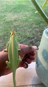 185K views · 2.8K reactions | toni toni chopper, shes a lil judgy 﫣 | Chameleon Life | Facebook