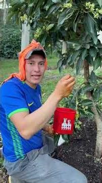 Method for fertilizing avocado crops 🥑