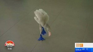101K views · 2K reactions | A wildlife park in Singapore has gone to drastic lengths to get this little abandoned flamingo back on his feet! What a cutie! #9Today | TODAY | Facebook
