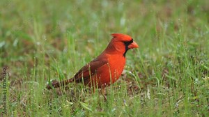Northern Red Cardinal male and female courtship behavior in spring