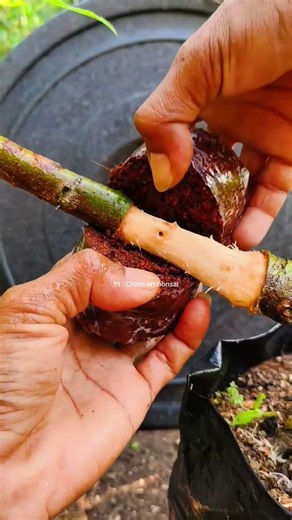 27 days later. Plant propagation techniques. Utilizing branches before cutting. #airlayering