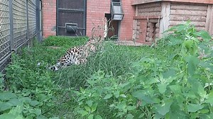 Animals (Latin Animalia) is a traditionally (since the time of Aristotle) distinguished category of organisms, currently considered as a biological kingdom. Animals are the main object of zoology stud