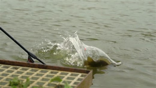 2K views · 238 reactions | NEW F1 SHALLOW BITESIZE - LIVE NOW  Want to know how Andy Bennett Angling catches so many F1’s shallow??? He shows you exactly how in our latest 38 min+ Bitesize video… A true F1 pole fishing Masterclass from the ‘Bagger’  LIVE NOW on our Tackle Guru TV YouTube page  To watch this video click on the link in the comments section below ⬇️ #tackleguru #gurufishing #knowledgeispower #bitesize | Tackle Guru | Facebook