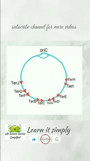 DNA Replication in Prokaryotes | Termination part3 | Tus-Ter complex | csir net life science