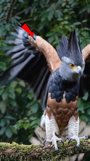 One Of The Most Powerful Eagle In The World #animalfacts #support | Amazing Animals Facts