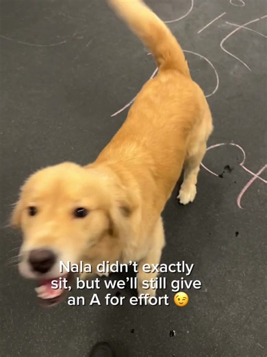 All in favor of adding a “sploot” command practice say I 🙋 #sploot #dogdaycare #cleveland #dogtopia #dogreels