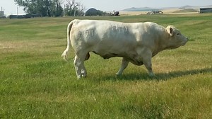 2.4K views · 154 reactions | EATONS SPARTACUS 90120 Two year old ETN herd sire, he was used in our AI program and has a herd of his own this summer. | Eaton Charolais Ranch | Facebook