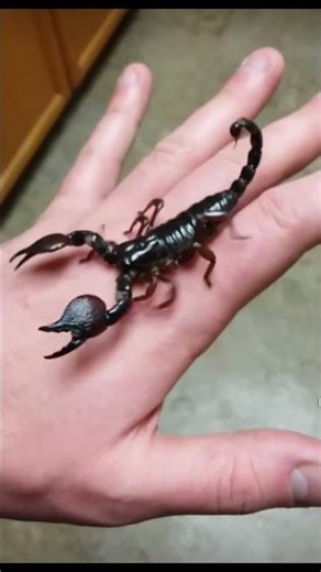 my pet is emperor scorpion