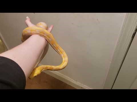 Lavender Albino Reticulated Python