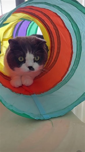 My Cat Never Leaves This Foldable Rainbow Three-Way Tunnel 🎪🐱#CatTunnel #RainbowCatToy#CatLovers
