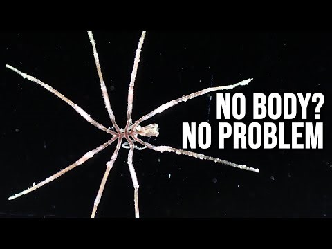 What Exactly Is: Sea Spider | The "All-Legs"