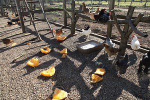 Make a Natural Chicken Wormer – Country Green Living