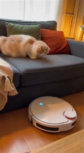 Cat vs. Robot Vacuum: Who Wins? 😹🤖