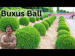 Buxus Ball | Boxwood Ball | Ball Topiary | How to Grow, Care, Watering, Trimming of Buxus Ball