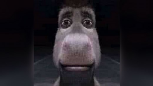 Staring Donkey | Know Your Meme