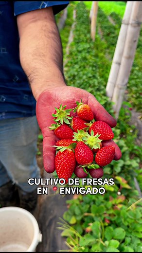 Cultivo de Fresas en Envigado: Apoyemos a Nuestros Campesinos Locales