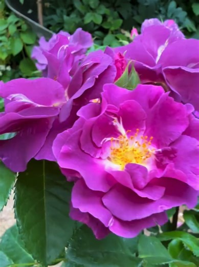 Embrace the Slow Blooming of Nature