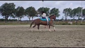 Vaulting horse. 9 year old gelding. 1.78m +31616908038 | Kcm Vaultinghorses | Facebook