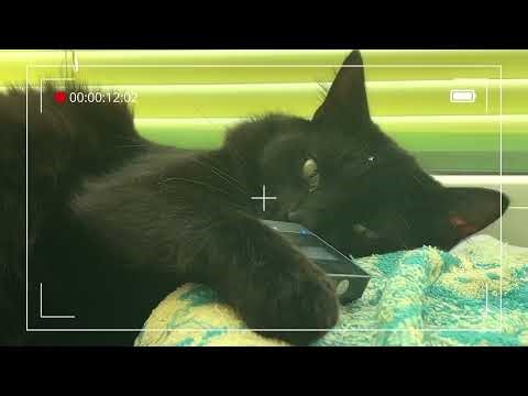 Relaxing Cat Purring ASMR 🐾 | Cozy Window Vibes & Deep Sleep Sounds