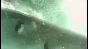 Requin-Blanc on Reels