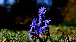 Flower, Blue Star, Blossoms. Free Stock Video