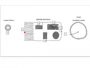 Lipid digestion and absorption
