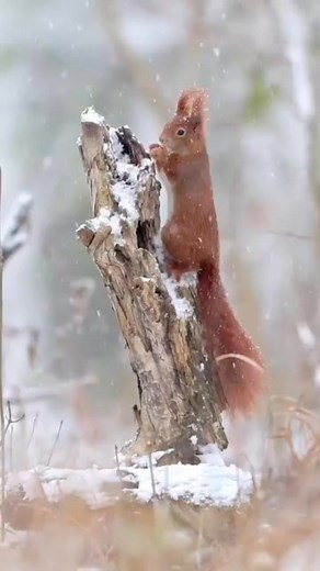 78 reactions | So Beautiful Squirrels.️❤️❤️ . . . #colesquirrel #nonreleasablesquirrel #petsquirrel #squirrelsoffacebook #squirrels #squirrelsofinstagram #squirrelvideos #wildliferehabilitator #squirrelmom #squirrels | Squirrels Lovars | Facebook