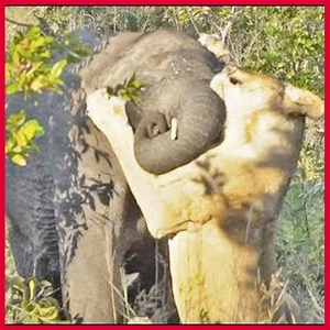 483K views · 127 reactions | One Lioness Tries to Attack Elephant | HairStyle Trick | Facebook