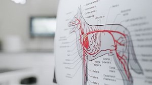 Arterial Circulatory System of a Dog Poster at a Modern Veterinary Clinic Office Facility. Detailed Medical Anatomy Illustration of the Canine Vascular System