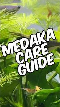 Medaka Rice Fish Care Guide: Everything You Need For Healthy Fish!